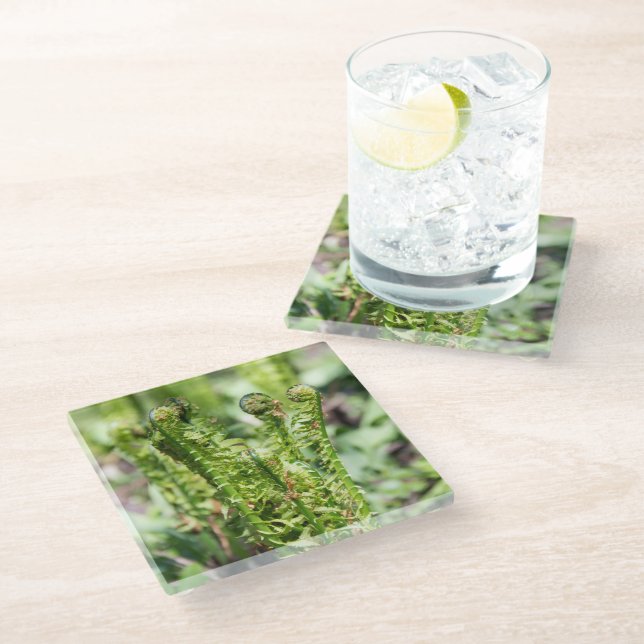 Awakening young fern in the garden  glass coaster (Angled)
