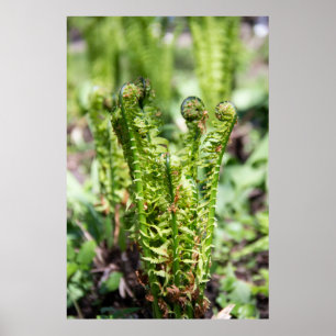 Awakening young fern in the garden poster