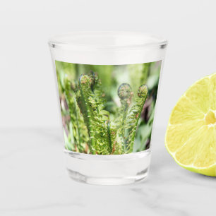 Awakening young fern in the garden shot glass