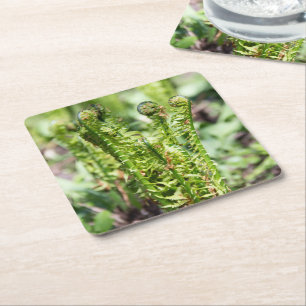 Awakening young fern in the garden square paper coaster