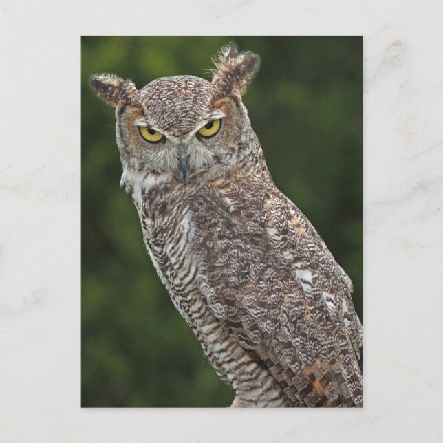Awesome Great Horned Owl postcard (Front)
