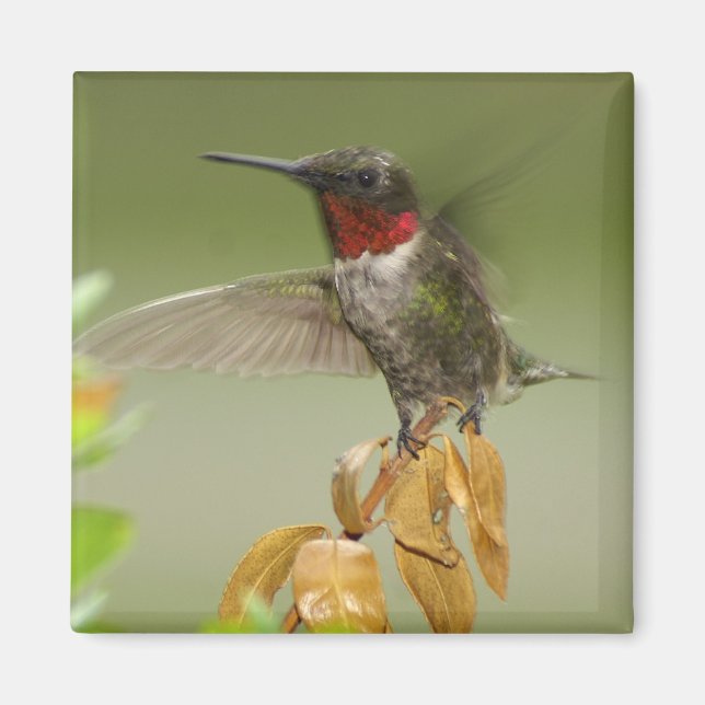 Awesome Hummingbird Magnet (Front)