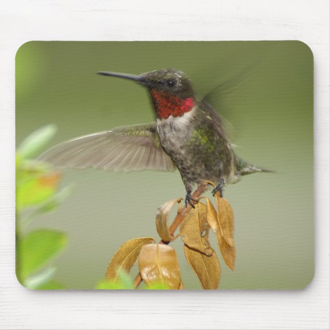 Awesome hummingbird mouse pad (Front)