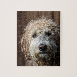 labradoodle puzzle