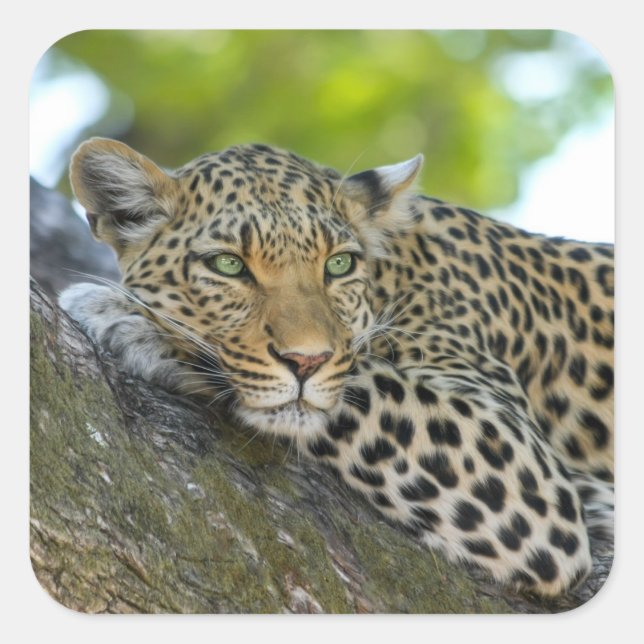 Awesome Leopard Square Sticker (Front)