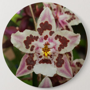 Awesome Multicolored Phalaenopsis Orchid 6 Cm Round Badge