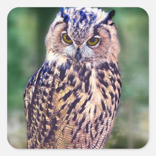 Awesome Owl Square Sticker (Front)