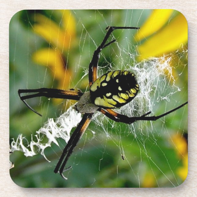 Awesome Photo Orb Spider in Web Coaster (Front)
