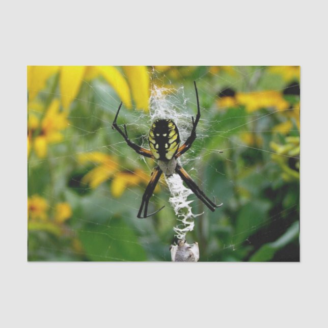 Awesome Photo Orb Spider in Web Tissue Paper (Front)