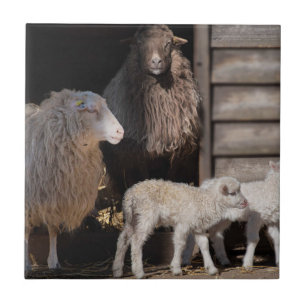 Awesome Sheep with Lambs Animal Photograph Ceramic Tile