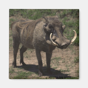 Awesome Warthog Magnet