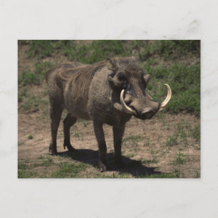 Awesome Warthog Postcard
