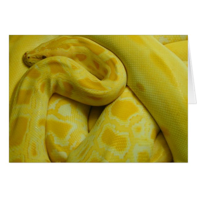 Awesome Yellow Burmese Python (Front Horizontal)