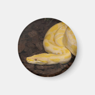 Awesome Yellow Burmese Python Magnet