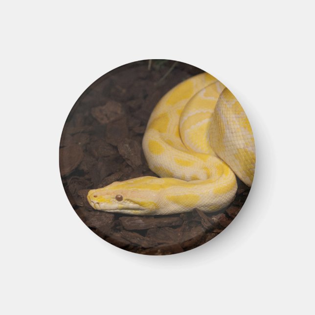 Awesome Yellow Burmese Python Magnet (Front)