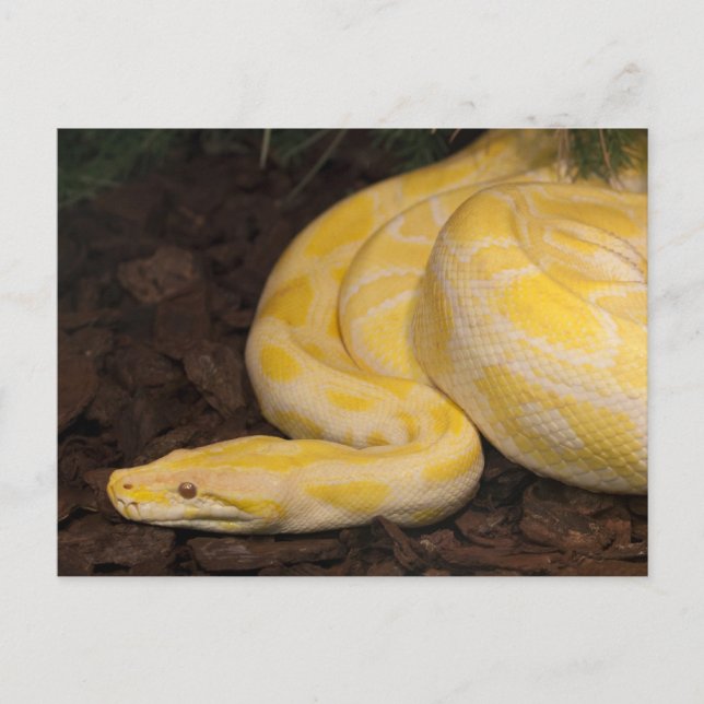 Awesome Yellow Burmese Python Postcard (Front)