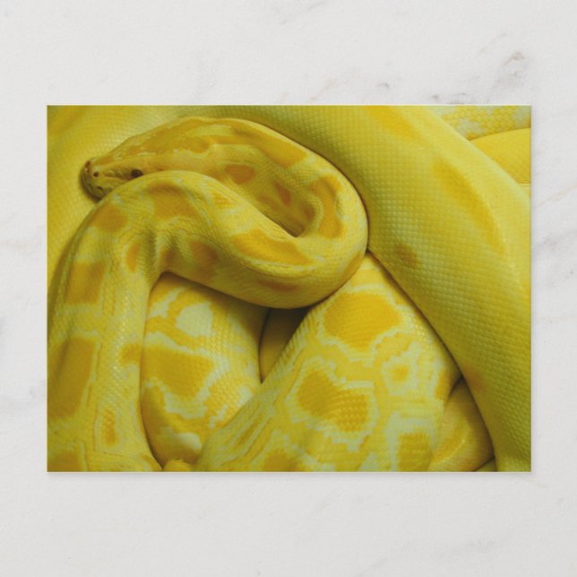 Awesome Yellow Burmese Python Postcard (Front)