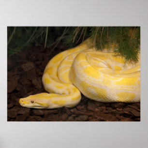 Awesome Yellow Burmese Python Poster