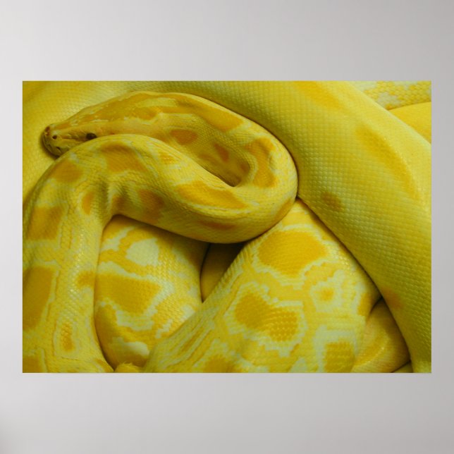 Awesome Yellow Burmese Python Poster (Front)
