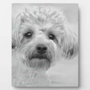 Awesome  Yorkie Poo in Sepia Tones Plaque