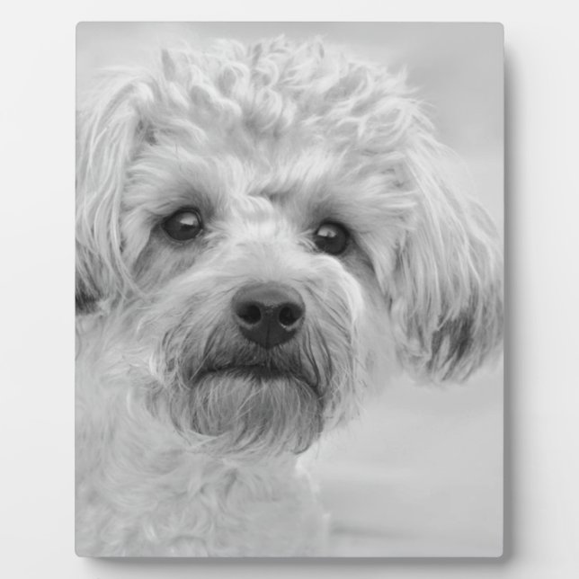 Awesome  Yorkie Poo in Sepia Tones Plaque (Front)