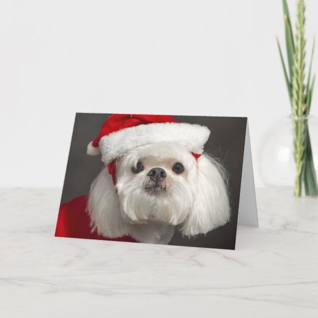 Awkward Santa dog Holiday Card (Front)
