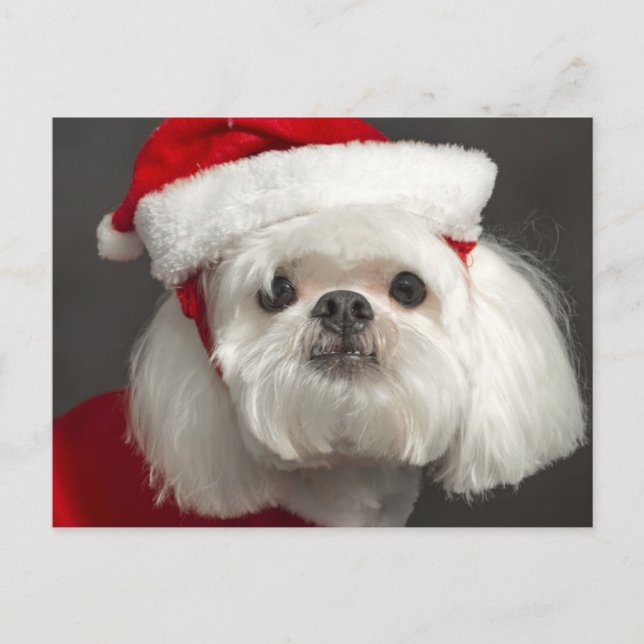 Awkward Santa dog Holiday Postcard (Front)