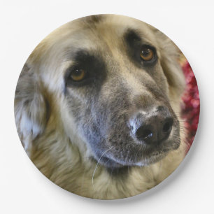 Aww Paper Plate