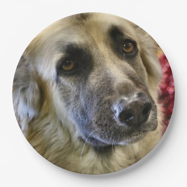 Aww Paper Plate (Front)