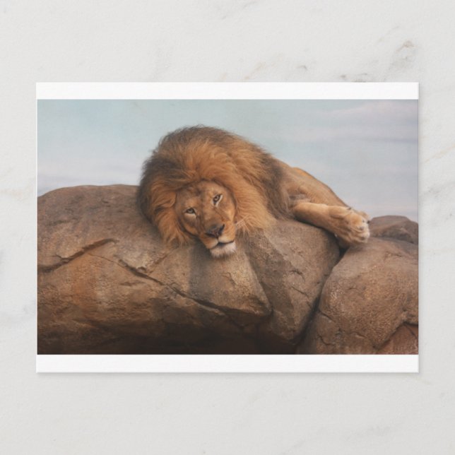Awwsome Lion Postcard (Front)