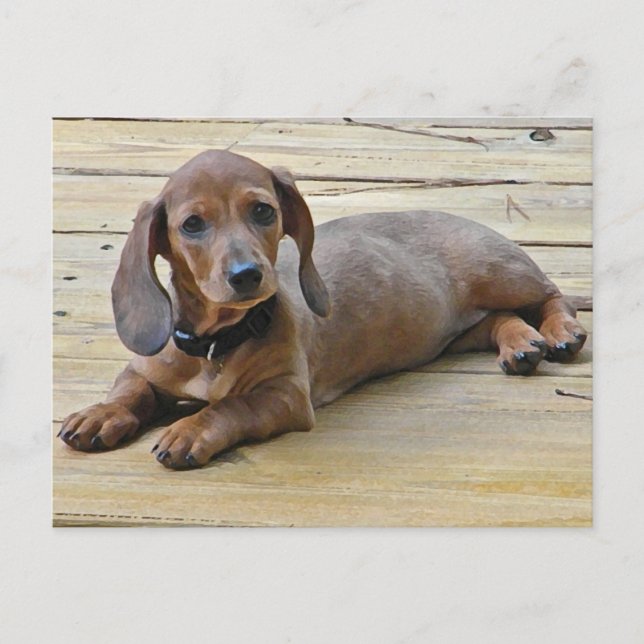 AX- Cute Dachshund Postcards (Front)