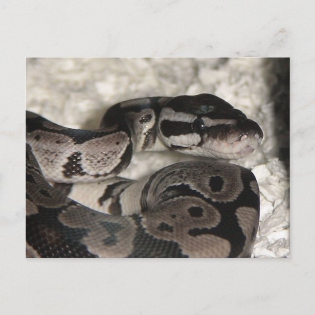 Axanthic Ball Python PostCard (Front)
