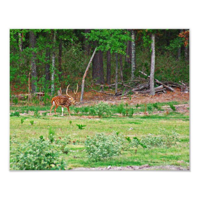 Axis Deer Photo (Front)