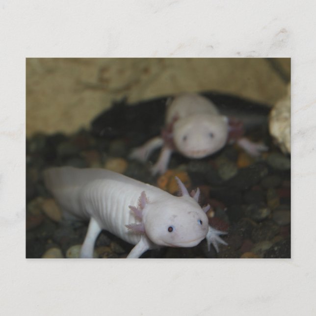 Axolotl # 2 postcard (Front)