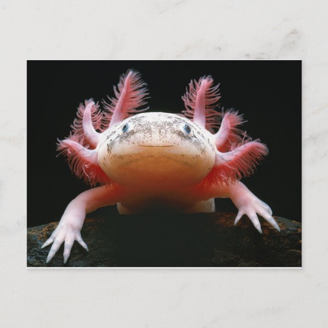 Axolotl Axolotl.png Postcard (Front)