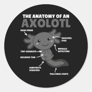 Axolotl Explanation Anatomy Of An Axolotl Classic Round Sticker