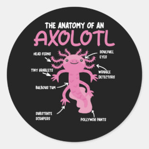 Axolotl Explanation Anatomy Of An Axolotl Classic Round Sticker