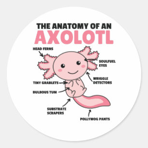 Axolotl Explanation Anatomy Of An Axolotl Classic Round Sticker