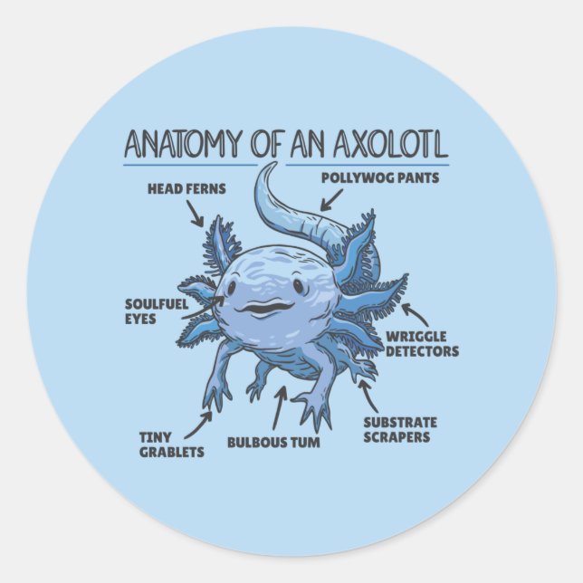 Axolotl Explanation Anatomy Of An Axolotl Classic  Round Sticker (Front)