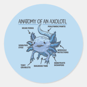 Axolotl Explanation Anatomy Of An Axolotl Classic  Round Sticker
