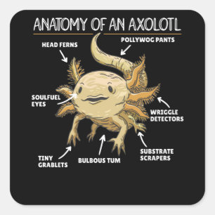 Axolotl Explanation Anatomy Of An Axolotl Square Sticker