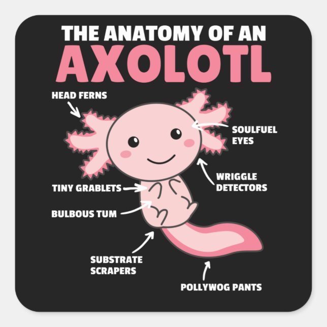 Axolotl Explanation Anatomy Of An Axolotl Square Sticker (Front)