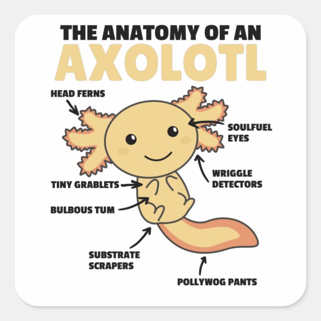 Axolotl Explanation Anatomy Of An Axolotl Square Sticker (Front)