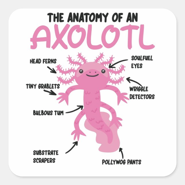 Axolotl Explanation Anatomy Of An Axolotl Square Sticker (Front)