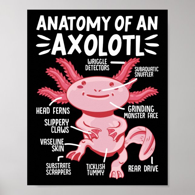 Axolotls Anatomy Of An Axolotl Kawaii Poster (Front)