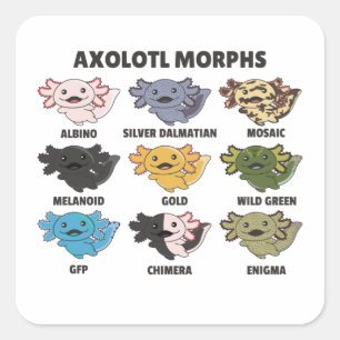 Axolotls From The World Sweet Animals Axolotl Squa Square Sticker