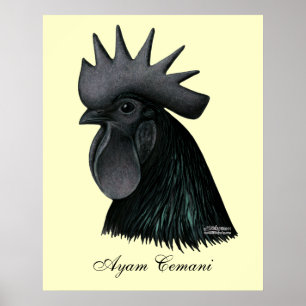 Ayam Cemani Rooster Head Poster
