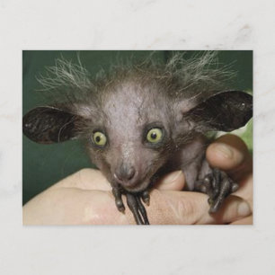 Aye-Aye With Green Eyes, Big Ears and Spare Hair Postcard
