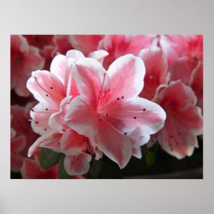 Azalea #3 poster