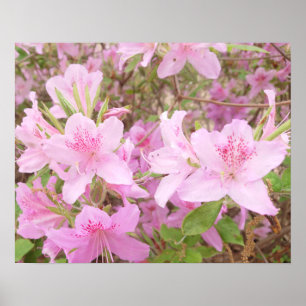 Azalea Bloom Close-Up Photography Poster